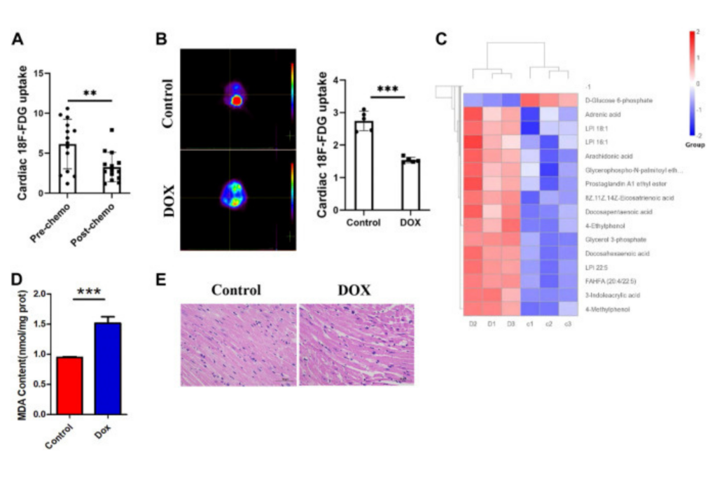 Breviscapine remodels myocardial glucose and lipid metabolism by regulating serotonin to alleviate doxorubicin-induced cardiotoxicity