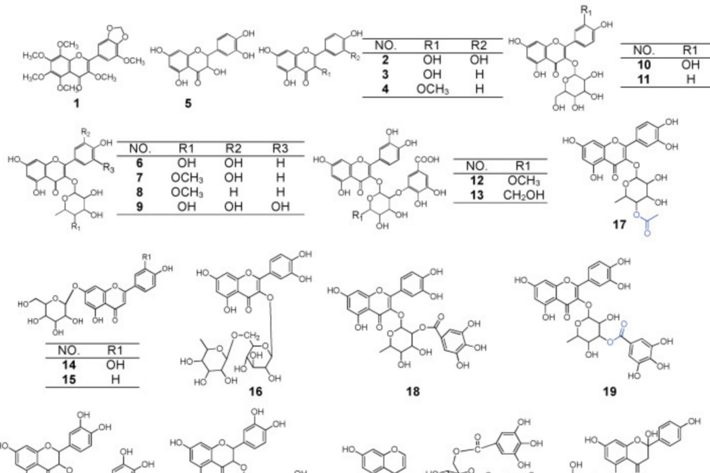 Polygonum capitatum, the Hmong Medicinal Flora: A Comprehensive Review of Its Phytochemical, Pharmacological and Pharmacokinetic Characteristics